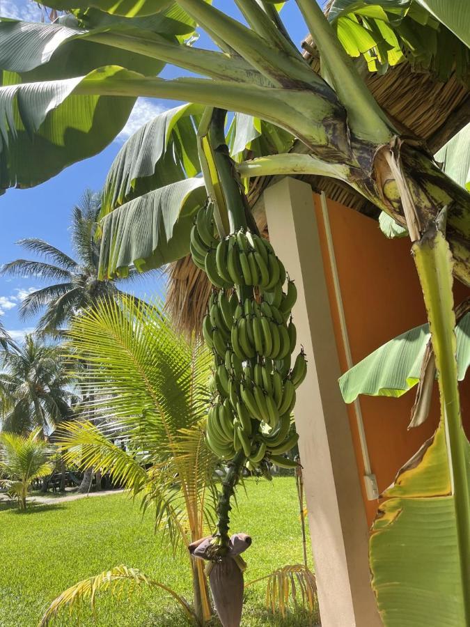 Sambo Mambo Beach Hotel 埃尔库科 外观 照片